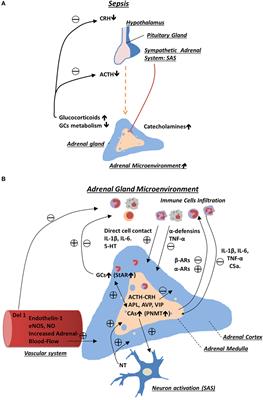 Adrenal Gland Microenvironment and Its Involvement in the Regulation of Stress-Induced Hormone Secretion during Sepsis